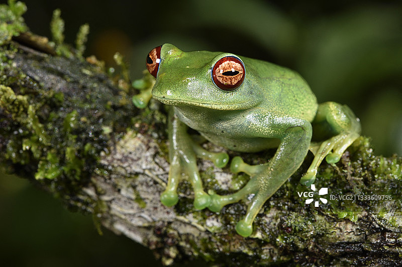 白唇蛙，马达加斯加图片素材