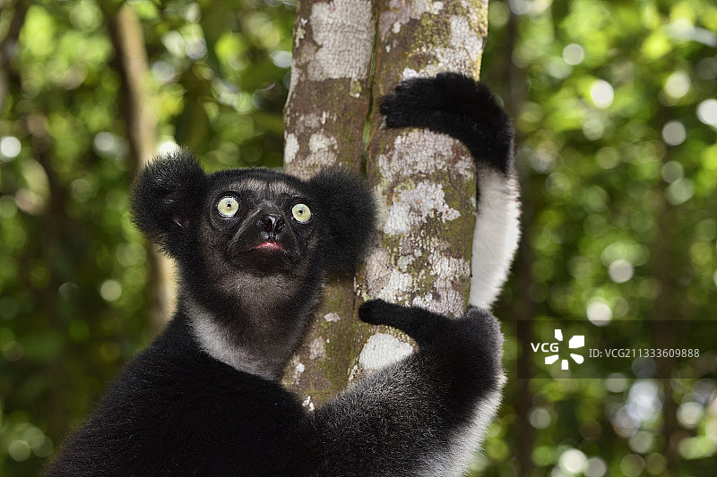 马达加斯加指猴图片素材
