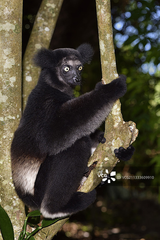 马达加斯加指猴图片素材