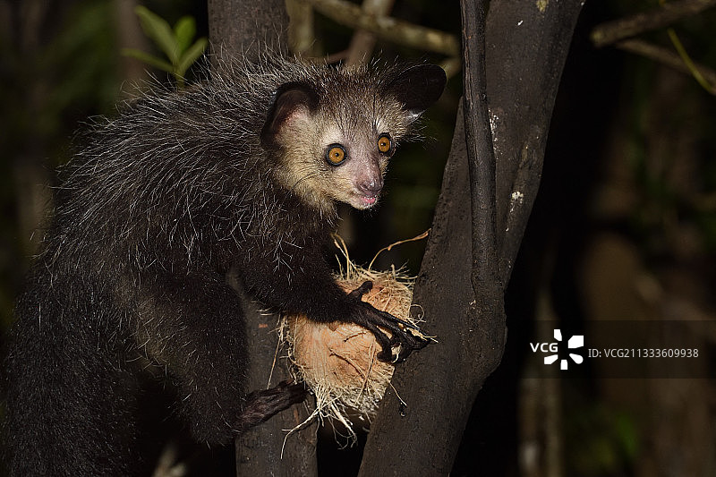 指猴在夜间森林中吃椰子，马达加斯加阿齐纳纳纳区图片素材