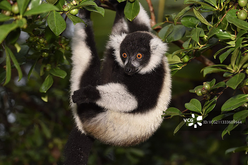 马达加斯加阿齐纳纳纳地区，运河中的领狐猴图片素材