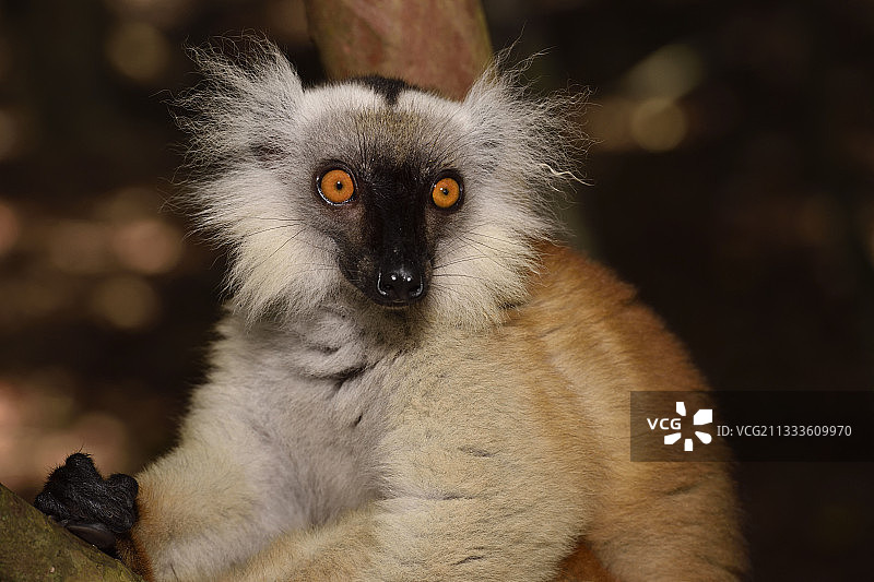 马达加斯加阿齐纳纳纳区，安皮塔贝湖，帕angalanes运河森林中的女人图片素材