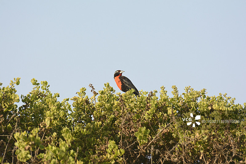 秘鲁草地鹨，智利阿里卡和帕里纳科塔大区图片素材