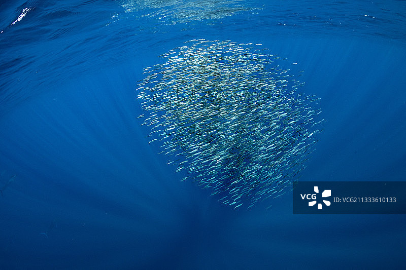 沙丁鱼饵球，马格达莱纳湾，加利福尼亚西海岸，太平洋，墨西哥图片素材