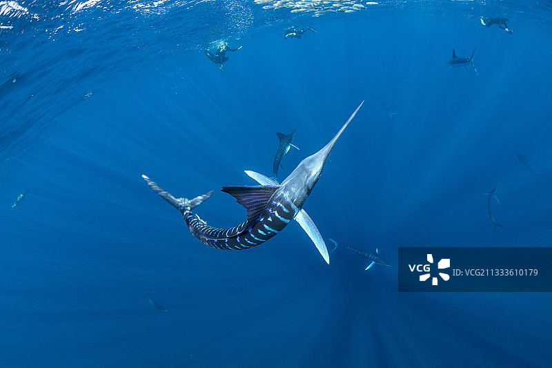 条纹枪鱼捕食沙丁鱼饵球，墨西哥下加利福尼亚半岛西海岸马格达莱纳湾，太平洋图片素材