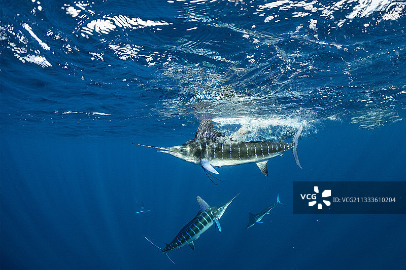条纹枪鱼捕食沙丁鱼饵球，墨西哥下加利福尼亚半岛西海岸马格达莱纳湾，太平洋图片素材