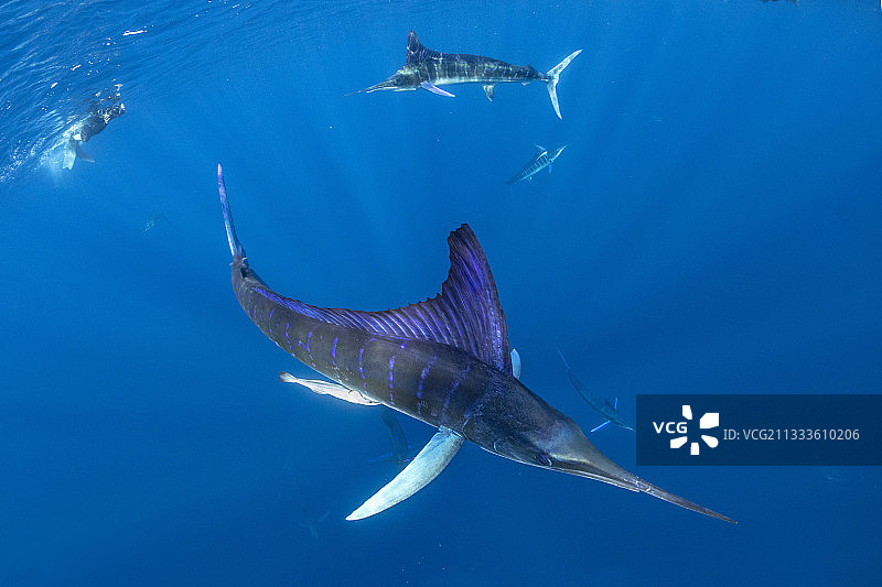 自由潜水员拍摄条纹马林鱼捕食沙丁鱼饵球，马格达莱纳湾，下加利福尼亚西海岸，太平洋，墨西哥图片素材