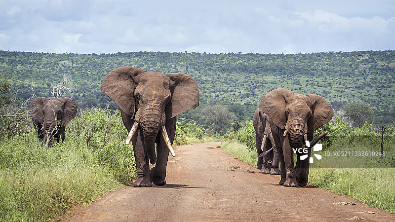 南非克鲁格国家公园内，四只非洲丛林象在游猎道路上行走图片素材