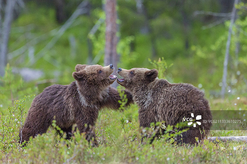 在芬兰苏奥穆斯萨尔米森林附近的棉草沼泽中玩耍的熊宝宝（棕熊）图片素材
