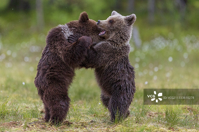 在芬兰苏奥穆斯萨尔米森林附近的棉草沼泽中玩耍的熊宝宝（棕熊）图片素材