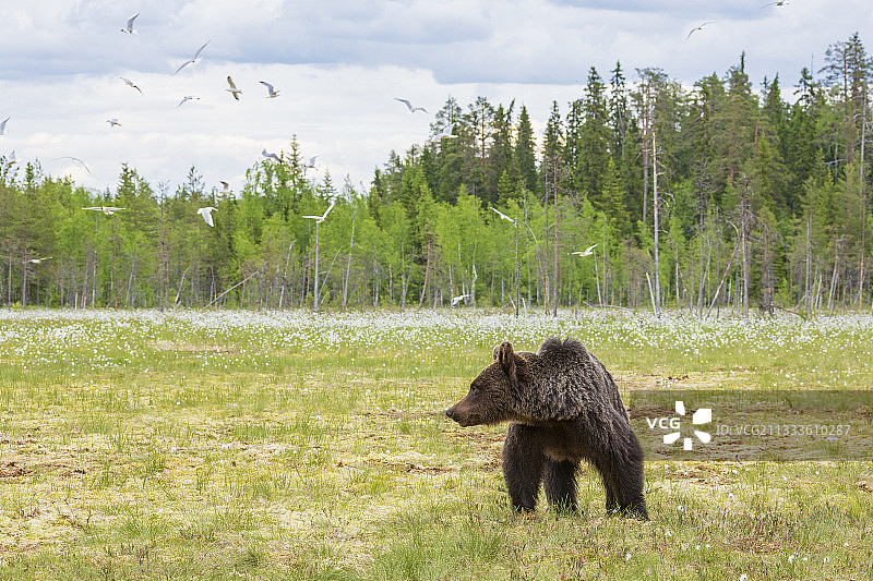 在芬兰苏奥穆斯萨尔米森林附近的泥炭沼泽中的棕熊图片素材