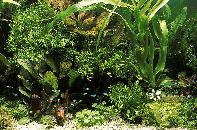 种植水族箱中的红绿灯鱼图片素材