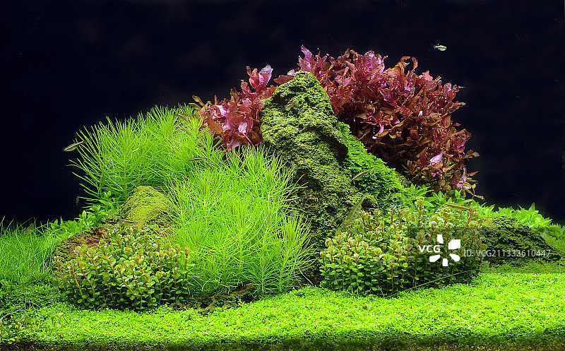 水景造景，宽叶水罗兰与白云金丝鱼图片素材