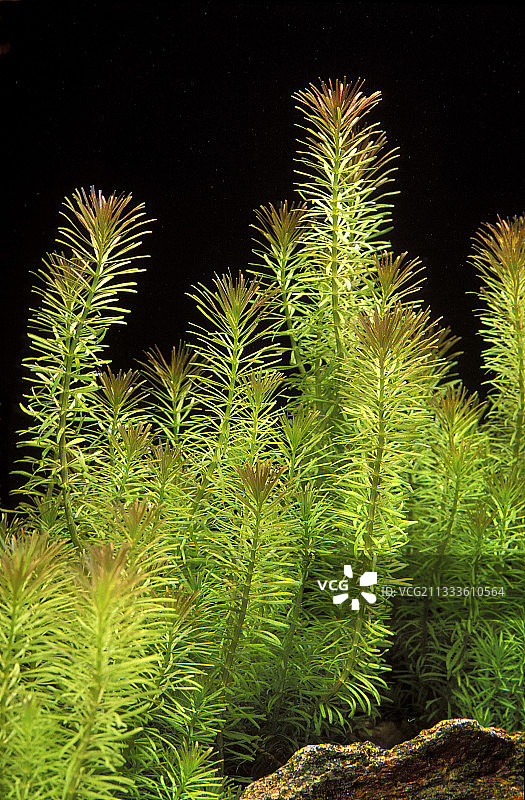 水族箱中的拟千屈菜（又名瓦利千屈菜）图片素材