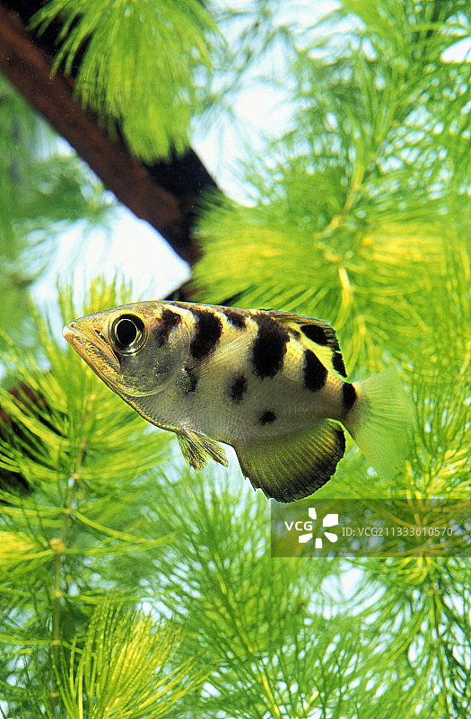 7点射水鱼(Toxotes chatareus)图片素材