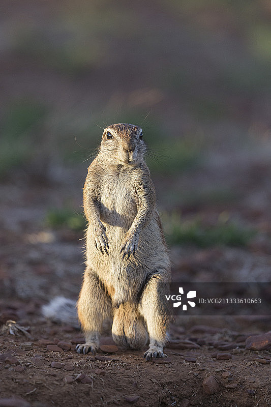南非开普敦的松鼠图片素材