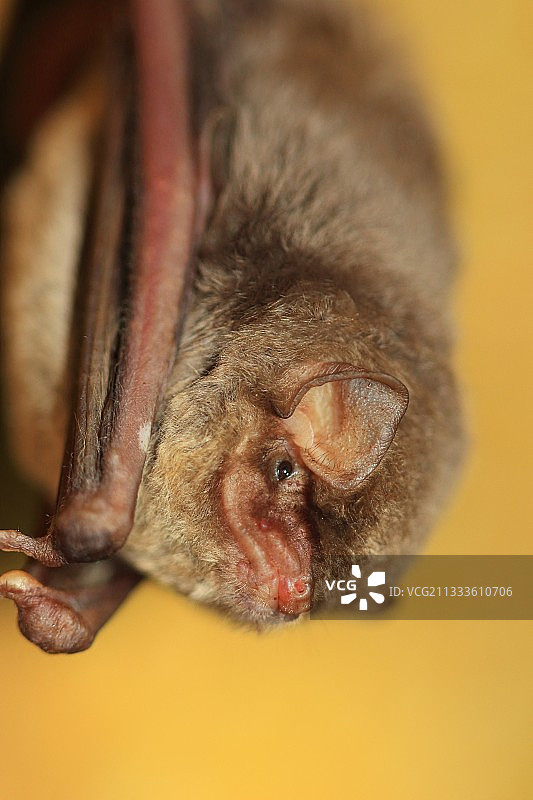 施氏长翼蝠（Miniopterus schreibersii）肖像，法国伊泽尔省图片素材