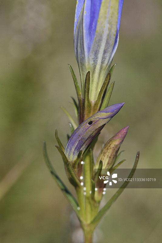 欧洲丘灰蝶的卵和花图片素材