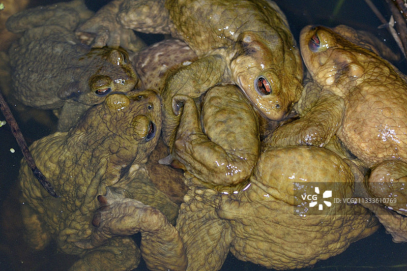 科特迪瓦 Armor，布列塔尼，法国，在溺水的母马身上，雄性普通蟾蜍集群图片素材