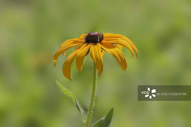 黑心金光菊 拍摄于济南佛慧山公园图片素材