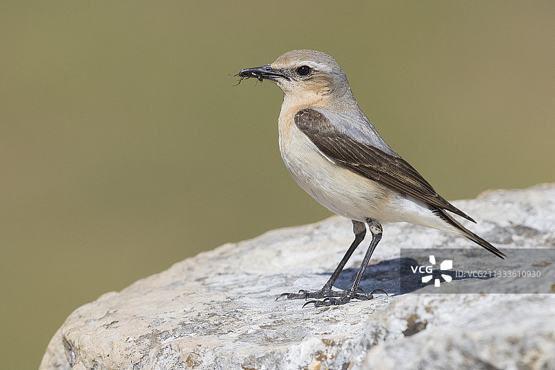 北鹞（Oenanthe oenanthe）侧视图，一只成年雌性正在携带猎物，意大利坎帕尼亚图片素材