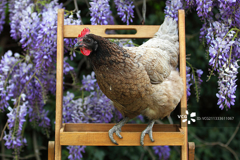 法国盛开的紫藤与鸡肉图片素材