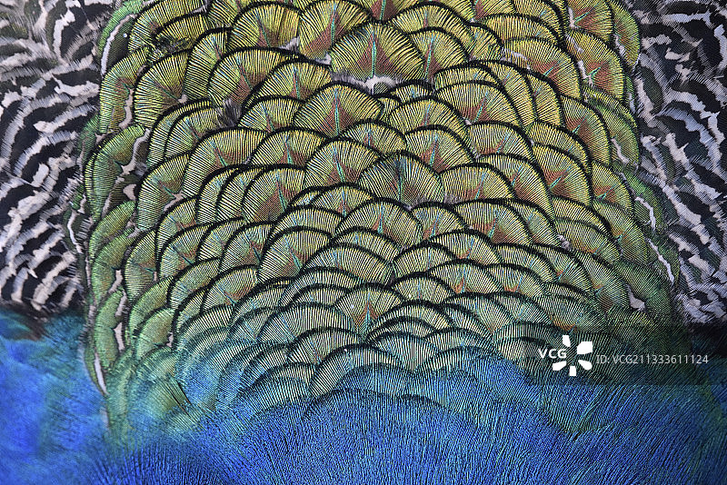 印度孔雀（Pavo cristatus）成年雄性繁殖羽毛的背面细节，法国布列塔尼Tregomeur动物园图片素材