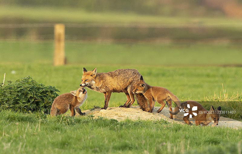 英国，红狐雌狐和幼崽在洞穴附近图片素材