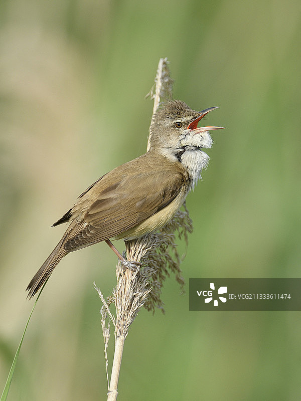 在西班牙多尼亚纳国家公园歌唱的大苇莺雄鸟图片素材