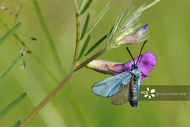 法国克勒兹省草甸中觅食豆科植物花朵的林蛾图片素材