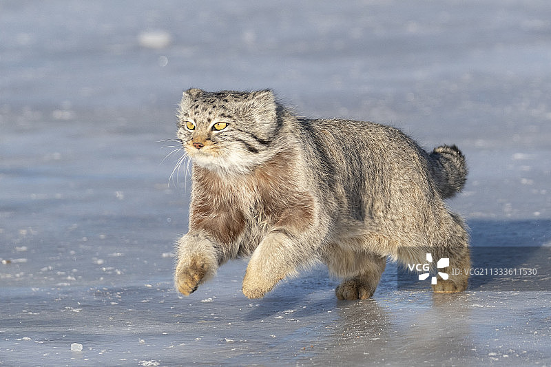兔狲在蒙古东部草原奔跑图片素材