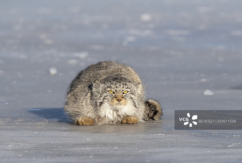 兔狲在蒙古东部草原休息图片素材