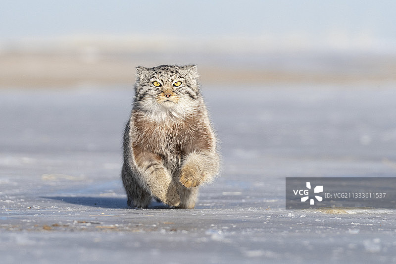 兔狲在蒙古东部草原奔跑图片素材