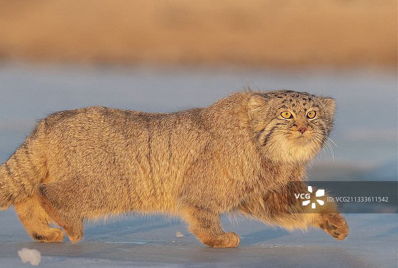 蒙古东部草原地区，行走中的兔狲图片素材