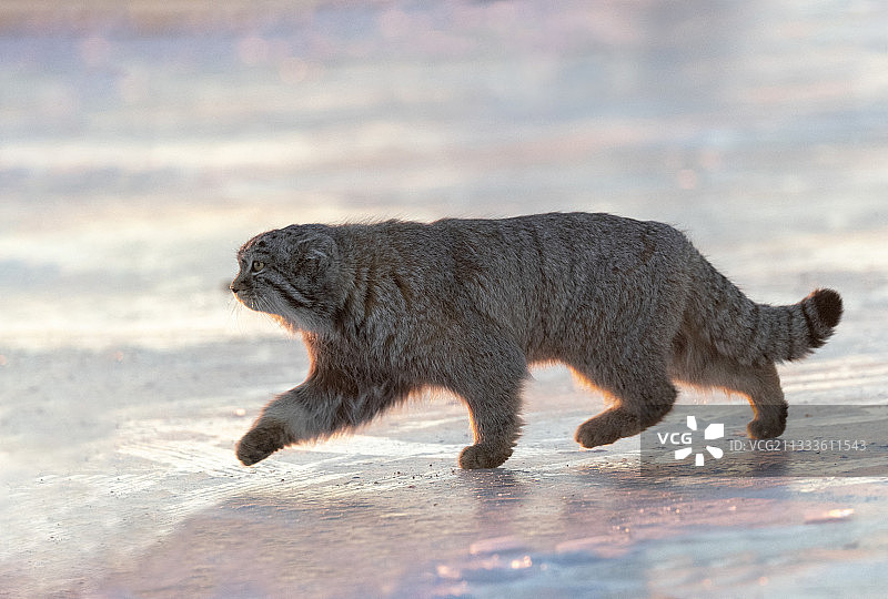蒙古东部草原地区，行走中的兔狲图片素材