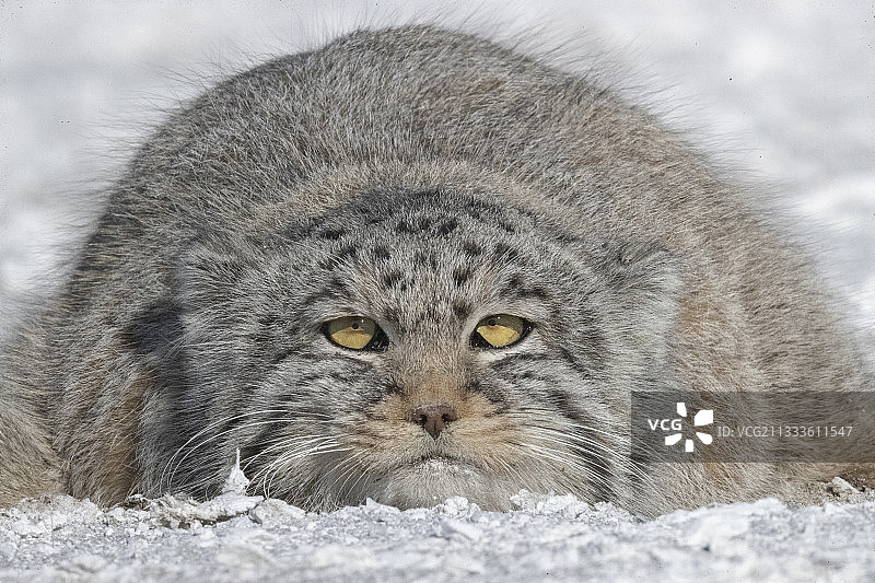 兔狲在蒙古东部草原休息图片素材