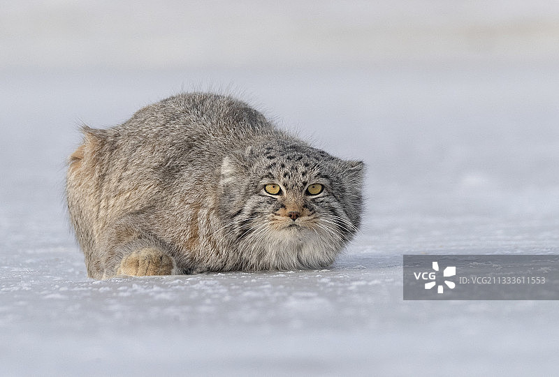 兔狲在蒙古东部草原休息图片素材