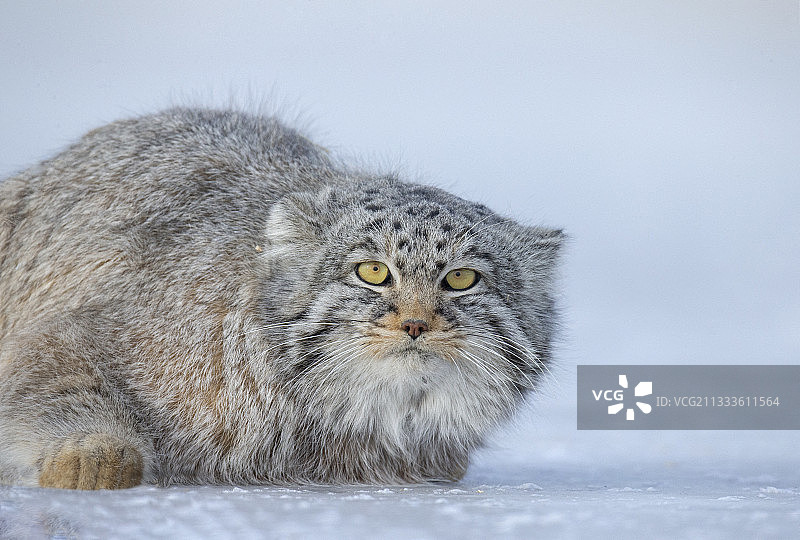 兔狲在蒙古东部草原休息图片素材