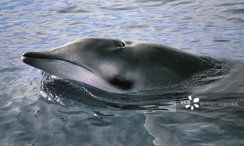 热氏喙鲸（中喙鲸），耶罗岛，加那利群岛图片素材