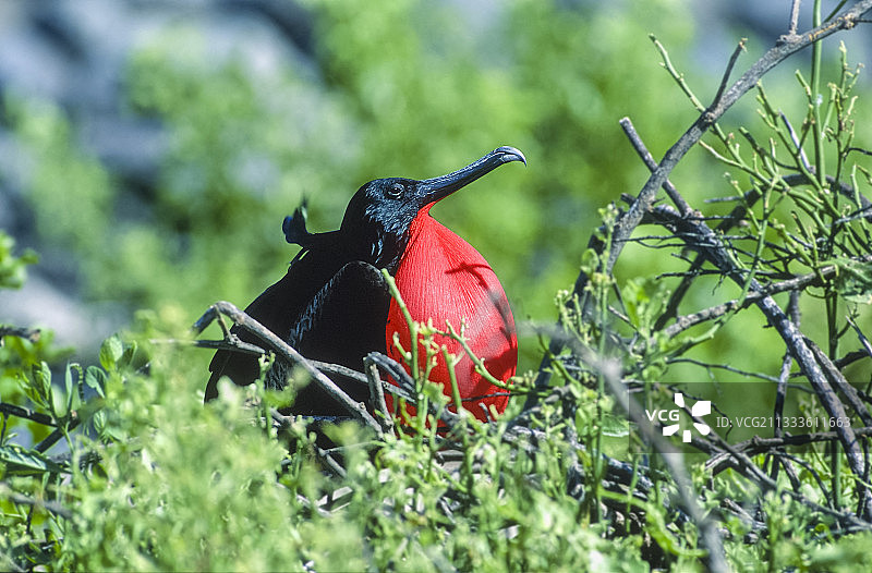 雄性军舰鸟，加拉帕戈斯群岛图片素材