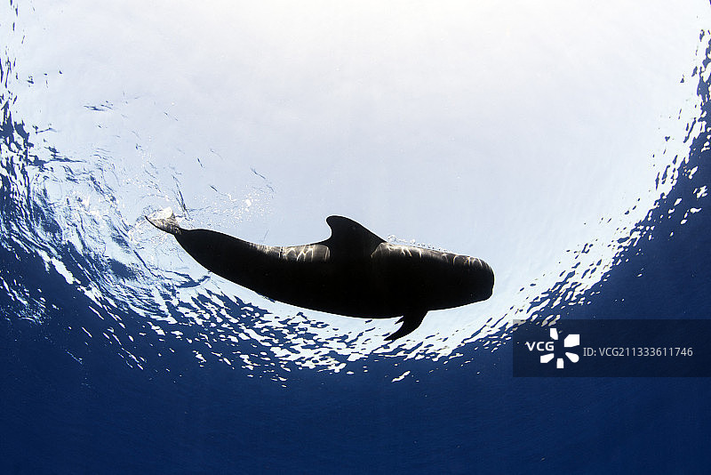 领航鲸（Globicephala macrorhynchus），特内里费岛，加那利群岛图片素材