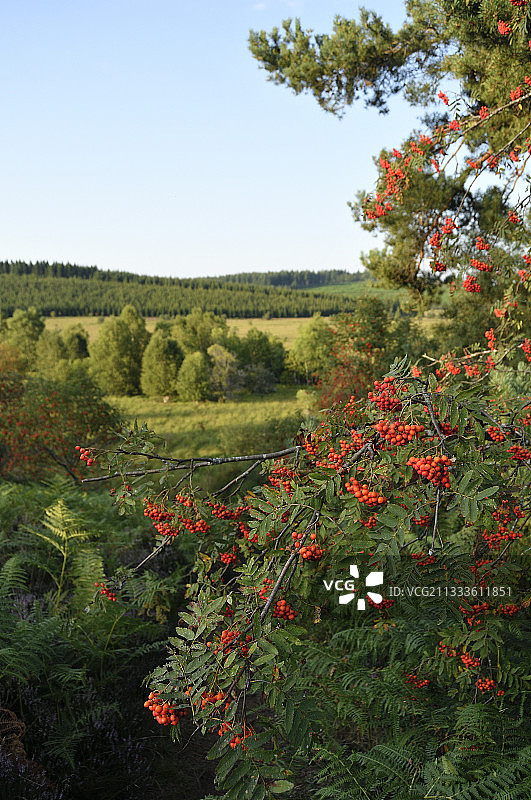 欧洲花楸，法国利穆赞地区图片素材