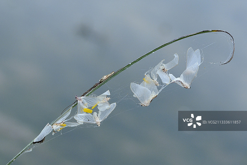 伸腿蜘蛛：模仿成虫观察其网上满是蜉蝣，在法国安德尔省拉沙特尔附近的一个池塘边图片素材