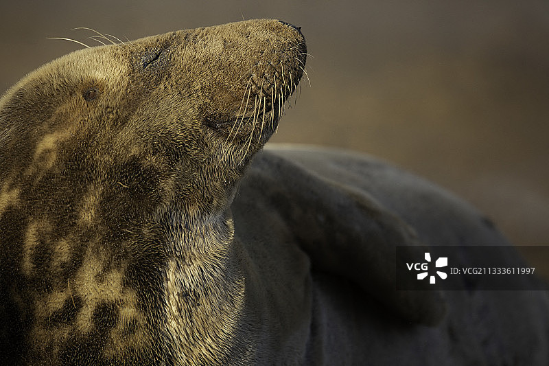 在林肯郡海岸晒太阳的灰色海豹图片素材