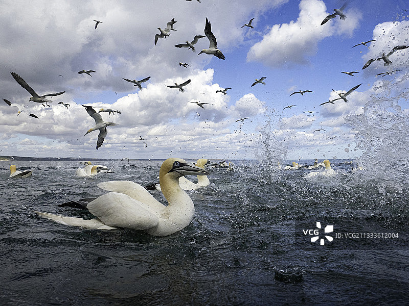 英国弗兰伯勒海岸的北方塘鹅潜水觅食图片素材