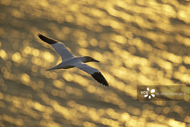 晨光中在弗兰伯勒海岸翱翔的鲣鸟图片素材
