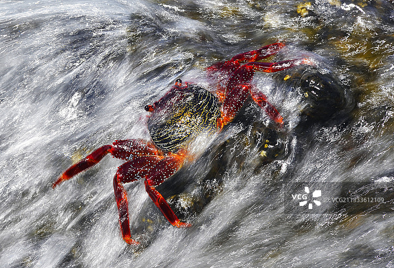 Canary群岛潮间带的格拉普斯蟹，特内里费岛海洋无脊椎动物图片素材