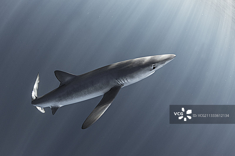 蓝鲨（Prionace glauca），加那利群岛，北大西洋图片素材