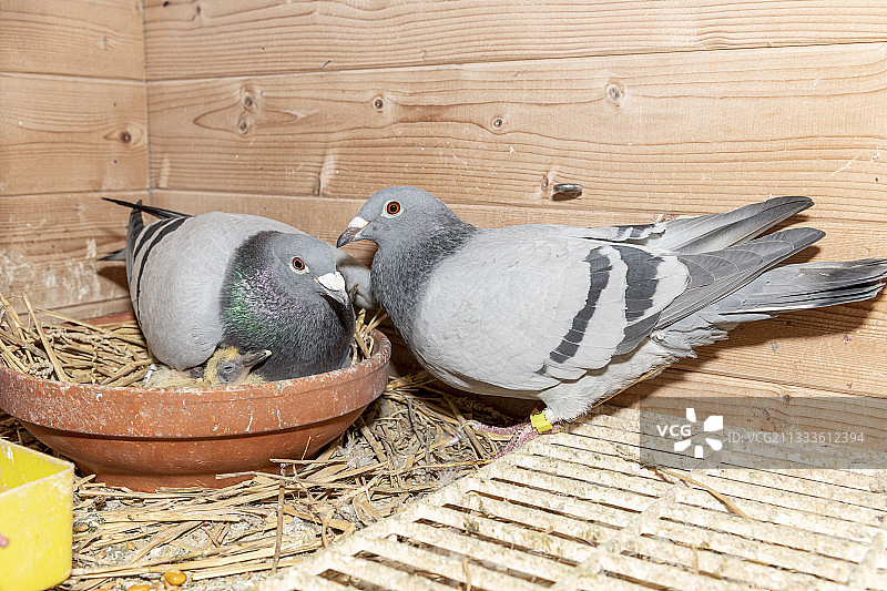 法国加莱海峡的鸽舍里的一对鸽子图片素材