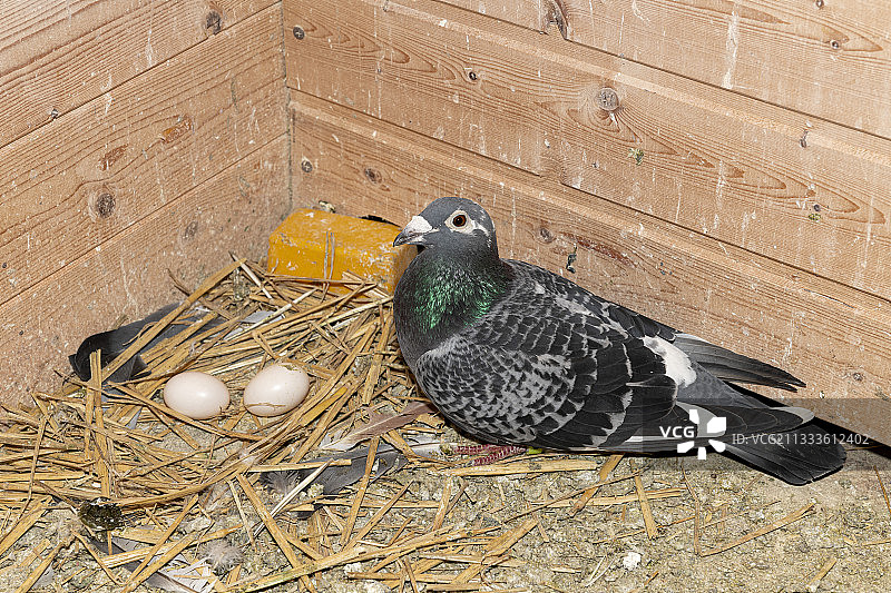 法国加来海峡，巢中的雌鸽图片素材